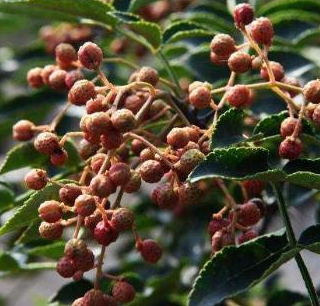 prickly ash seed.png prickly ash seed.png